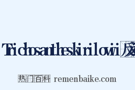 Trichosantheskirilowii反义词是什么意思的图片